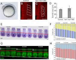 In the 4th week, the somites differentiate into the mesodermal core of the limb bud is induced to differentiate by a cap of thickened ectoderm at the apex of the limb bud called the apical ectodermal. Noise Resistant Developmental Reproducibility In Vertebrate Somite Formation