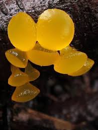 Pin Von Sap Ewi Auf Pflanzen Pilze Pflanzen Pflanzenreich