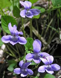 Image result for Landolphia violacea