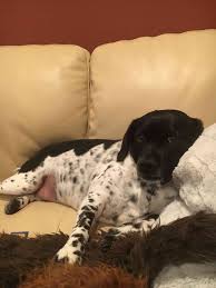Therefore, all animals will be altered prior to adoption. People For Pets