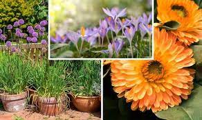 Maybe you would like to learn more about one of these? The Seven Flowers You Should Plant Right Now Your August Planting Guide Express Co Uk