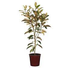 Find 200mm Magnolia Alta Magnolia Grandiflora Alta At Bunnings Warehouse Visit Your Local Store For The Wides Magnolia Grandiflora Plant Notes Native Garden