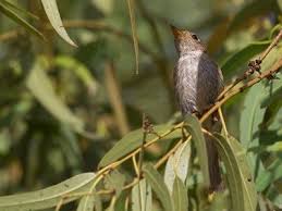 Bird calls that sound like words. Xeno Canto Sharing Bird Sounds From Around The World