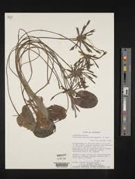 Image result for Limnophyton angolense
