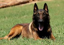 In the early years, even before the (k) npv was founded, several breeds of dog were used for police work. What Is Knpv Belgian Malinois Breeder Dutch Police Dogs