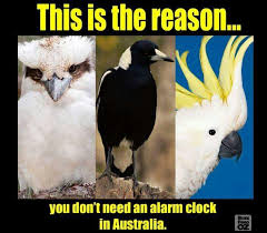 Kookaburra Magpie Cockatoo Australia Funny Funny Aussie Aussie Memes