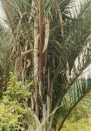 Image result for Raphia farinifera