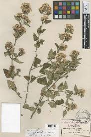 Image result for Ageratinastrum palustre