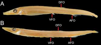 Image result for Mesotype parallelolineata