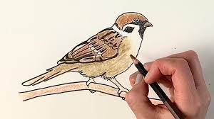 Check spelling or type a new query. How To Draw A Sparrow Sitting On A Branch Step By Step Youtube