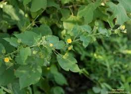 Image result for Abutilon sonneratianum