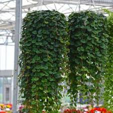 Image result for Lysimachia angustiloba