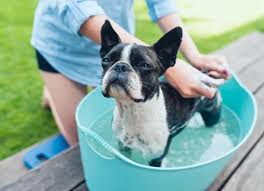 I made simple oatmeal bath infusers for our oatmeal baths. Guide To Oatmeal Baths For Dogs Petmd