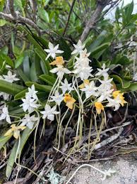 Image result for Rangaeris