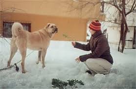 Despite its size, the kangal dog is a fairly calm and controlled breed. Kangal Dog Breed Information And Pictures