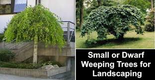 Numerous other shorter cultivars exist, including tuskegee and natchez, with, respectively, rose and white. Small Or Dwarf Weeping Trees For Landscaping With Pictures