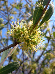 Image result for Boscia filipes