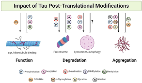 With their modern greek pronunciations of θ, f, and x ~ ç respectively, because these sounds are easier for english speakers to distinguish from the sounds made by the letters tau (t), pi. Frontiers Tau Post Translational Modifications Dynamic Transformers Of Tau Function Degradation And Aggregation Neurology