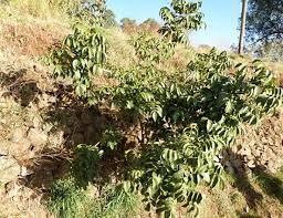 Image result for Brucea antidysenterica