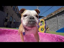 Once you complete the form. Chicago Dog Boarding Training Grooming And More