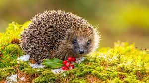 Erfahren sie bei plantopedia alles wissenswerte über igel und ihren winterschlaf. So Kommen Igel Am Besten Uber Den Winter The Weather Channel Artikel Von The Weather Channel Weather Com