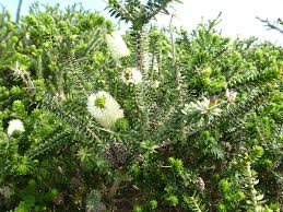 Image result for Melaleuca sp. A (Biegel 5741)
