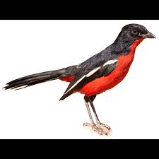 Image result for Eriosema burkei