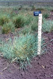 Image result for Cenchrus trachyphyllus