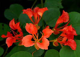 Image result for Habenaria galpinii