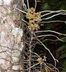 Image result for Solenangis