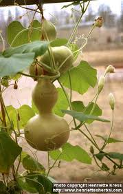 Image result for Lagenaria sphaerica