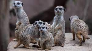 Free for commercial use no attribution required high quality images. Zoo Tiere In Der Pandemie Was Macht Ein Erdmannchen Im Lockdown Tagesschau De