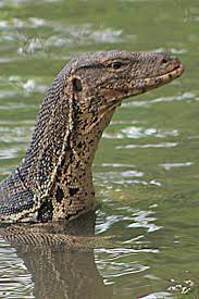 100 Monitor Lizards Ideas Monitor Lizard Lizard Reptiles