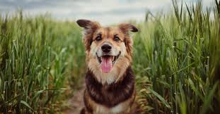 Of all the types of dog cancers, canine lymphoma is among the most treatable by far using conventional methods, and dogs with canine lymphoma generally have much better life expectencies than dogs of other types of cancer treated by the same conventional methods. Dogs Could Be The Missing Link For Understanding Brain Cancer
