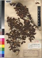 Image result for Eugenia natalitia