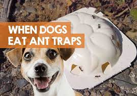 My Dog Ate An Ant Trap Are Ant Traps Poisonous To Dogs