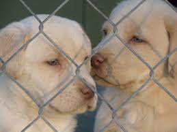 There are 221 champagne lab for sale on etsy, and they cost $21.22 on average. 35 Labs Labs More Labs Ideas Dogs Puppies I Love Dogs