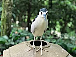 Ia terletak di taman tasik perdana, kuala lumpur. Kl Bird Park Mengadakan Promosi Bersempena Pembukaan Semula Selepas Pkp Jejakakaula