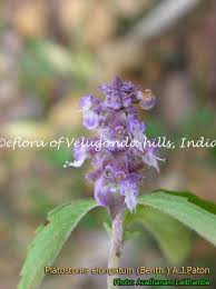 Image result for Platostoma