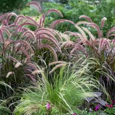 Reliable Ornamental Grasses For Minnesota | Gertens Garden Center