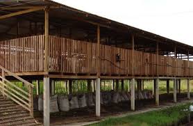 Maybe you would like to learn more about one of these? Terapkan 3 Cara Ini Untuk Membuat Kandang Ayam Dengan Benar