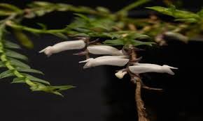 Image result for Cribbia