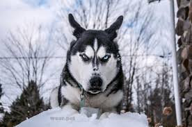 Alaskan Malamute Dog Attack Dog Training Husky Siberian Husky