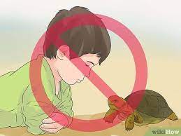 Feed your tortoise or box turtle an appropriate diet. How To Take Care Of A Land Turtle With Pictures Wikihow