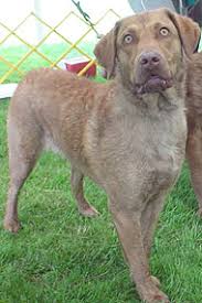 Chesapeake Bay Retriever Color Chart Goldenacresdogs Com