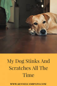 My Dog Stinks And Scratches All The Time Best Pet Care Hub Coconut Oil For Dogs Oils For Dogs Hypoallergenic Dog Food