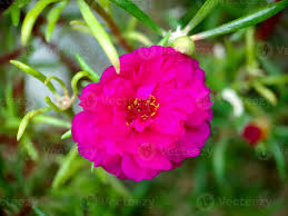 Image result for Portulacaceae