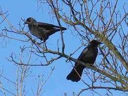 How To Get Rid Of Crows Fast Crow How To Get Rid Rid