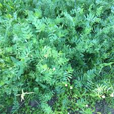 Image result for Lens culinaris