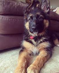 Gsd Puppy Germanshepherd German Shepherd Dogs German Shepherd Puppies Gsd Puppies